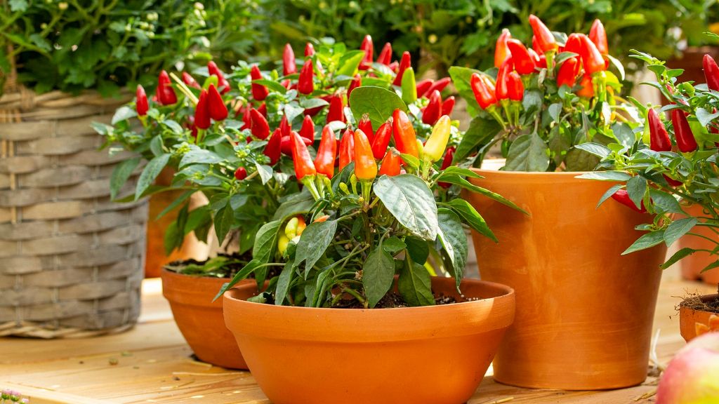 Hot pepper plants in containers