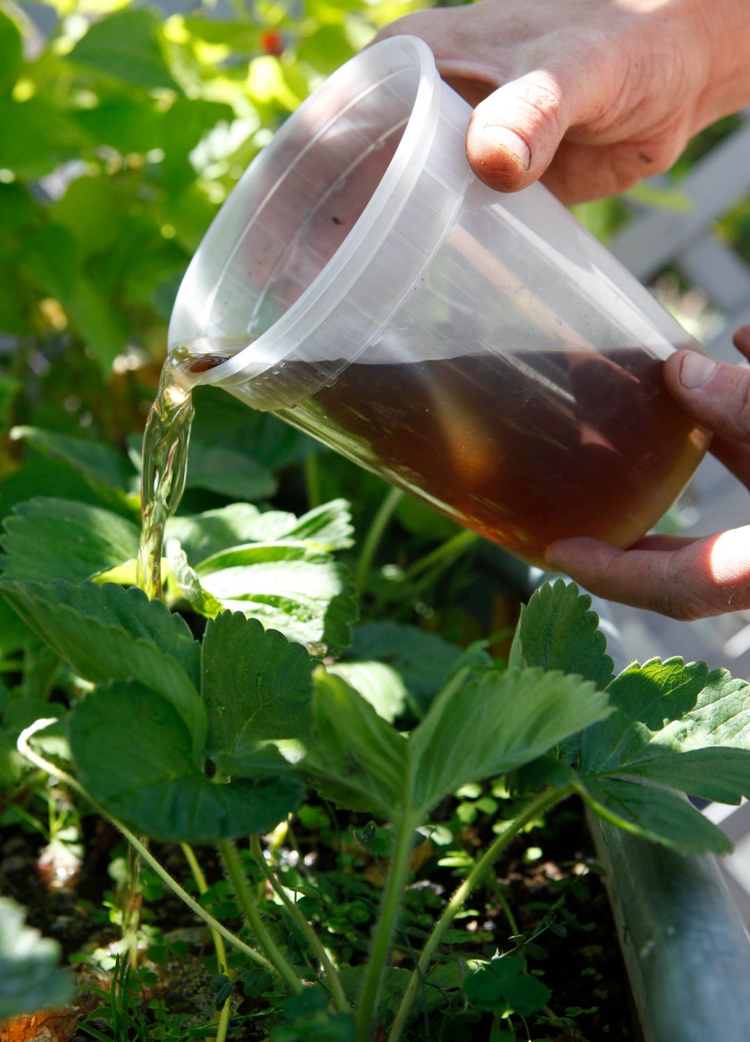 picture of diluted plant feed being watered onto a strawberry plant