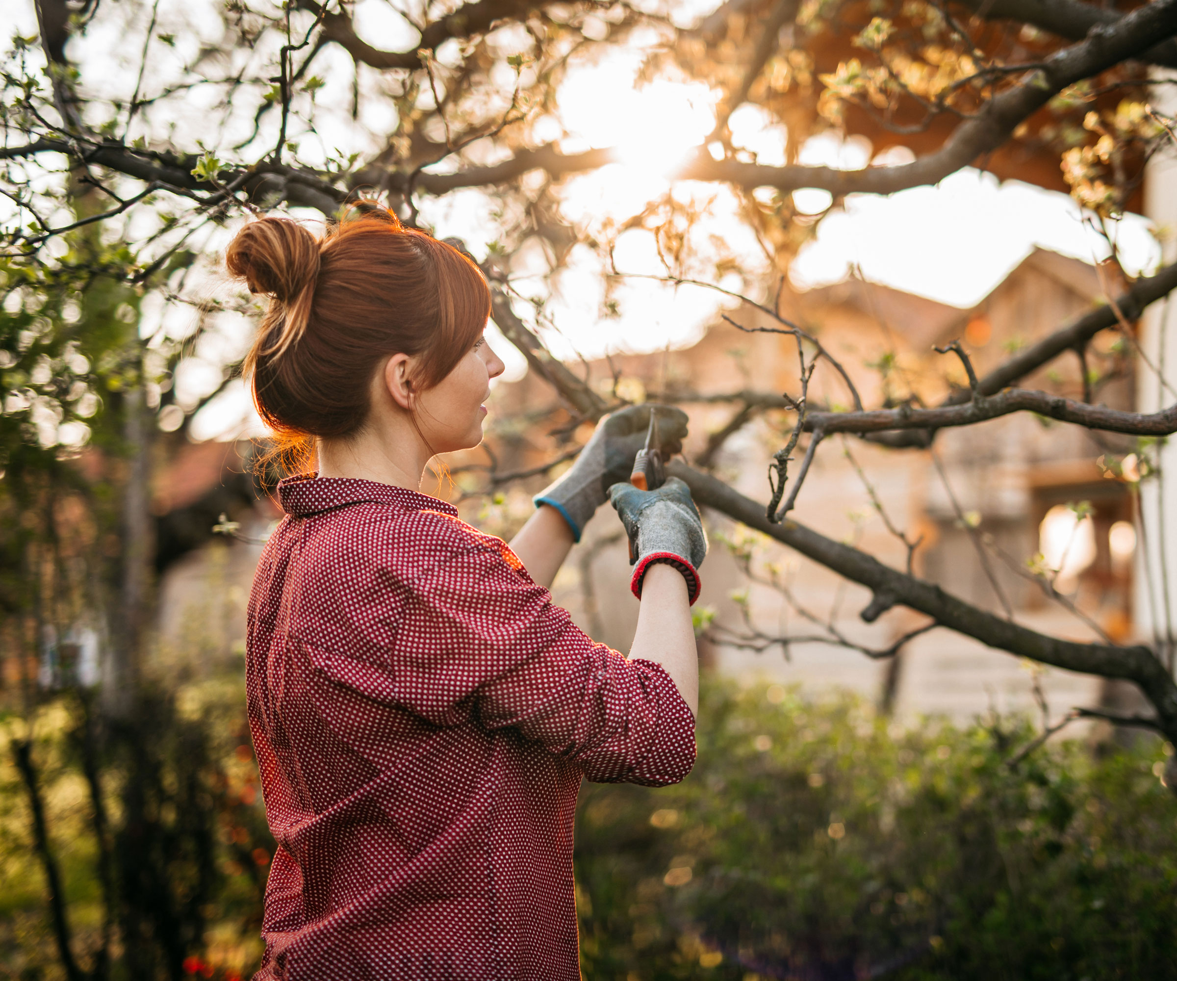 woman pruning apple tree with secateurs in winter