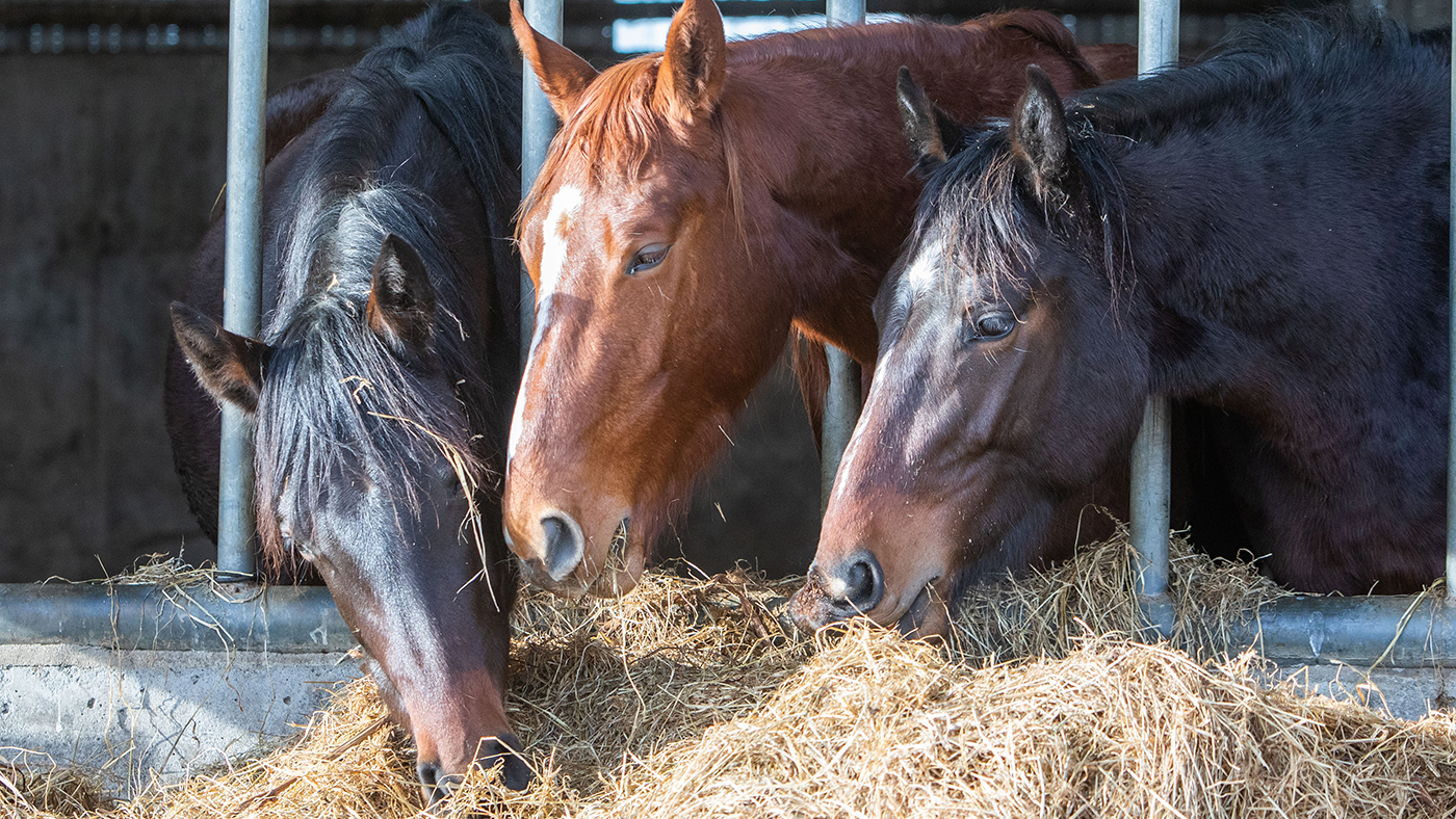 Coolballyshan Stud 05 02 2020