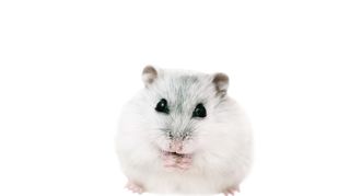 Dwarf White Russian Hamster