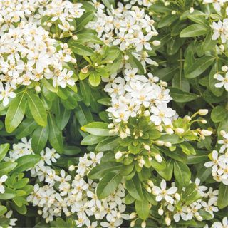 Choisya Ternata - Mexican Orange Blossom - in flower