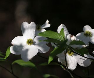 Cornus tree with white flower in part shade