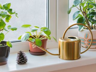 houseplants on windowsill being watered lightly with watering can