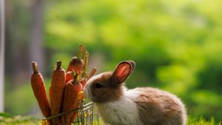 Rabbit investigates some carrots