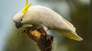 Here we see a sulphur-crested cockatoo feeding on a old sunflower.