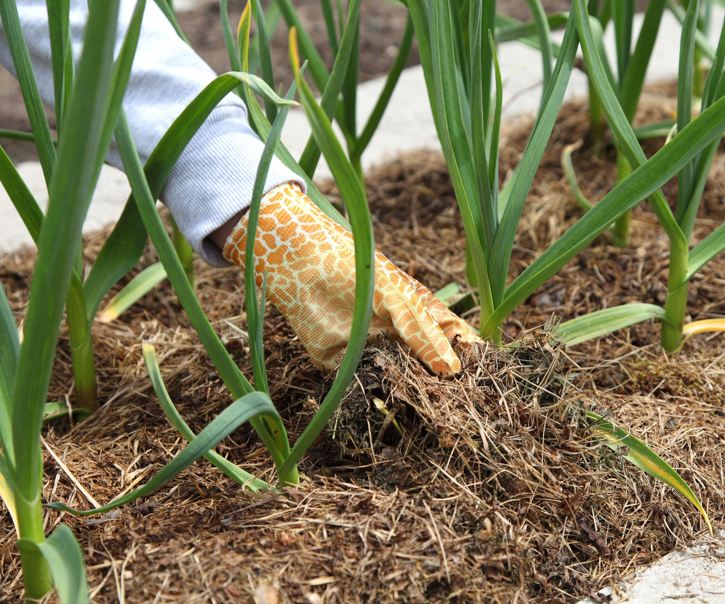 garlic plants with gloved hand adjusting straw mulch