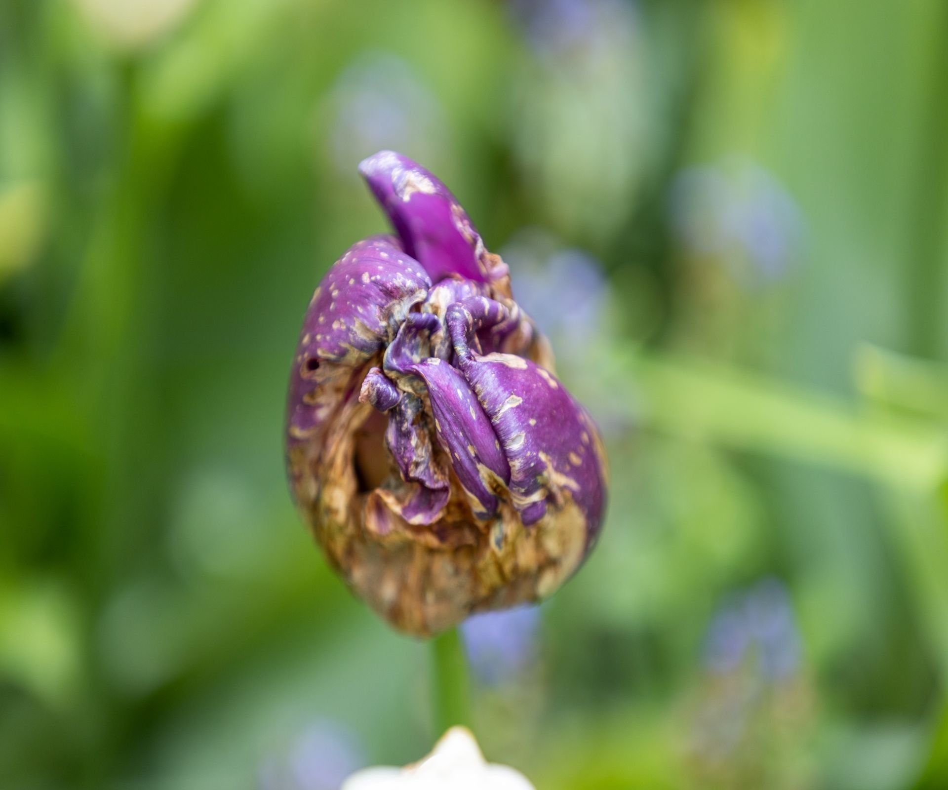 A tulip bud showing symptoms of rotting and disease