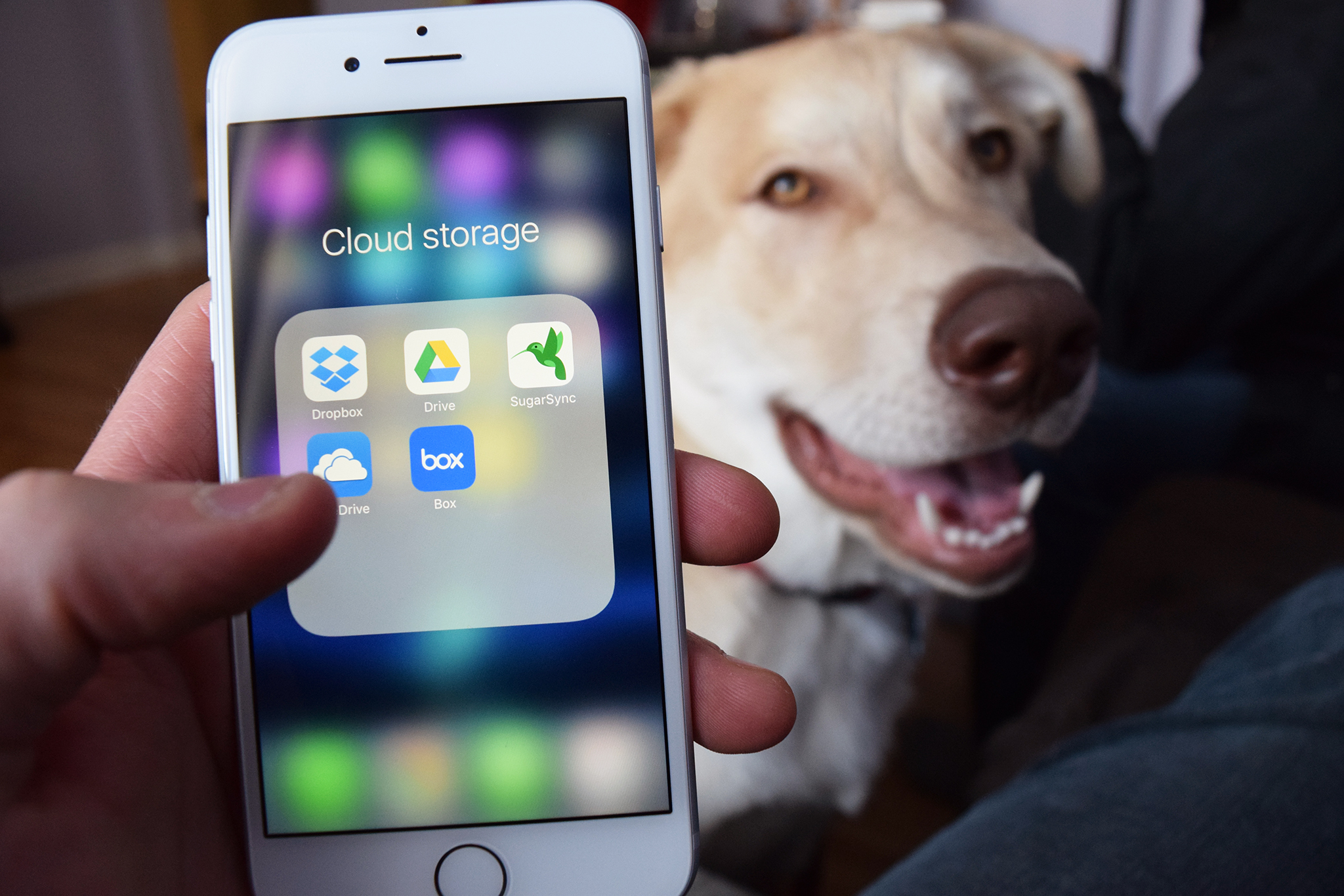 Дай приложение где можно. Собака с айфоном. Собака с телефоном айфон. Приложение облако для айфона. Приложение для сохранения фотографий.