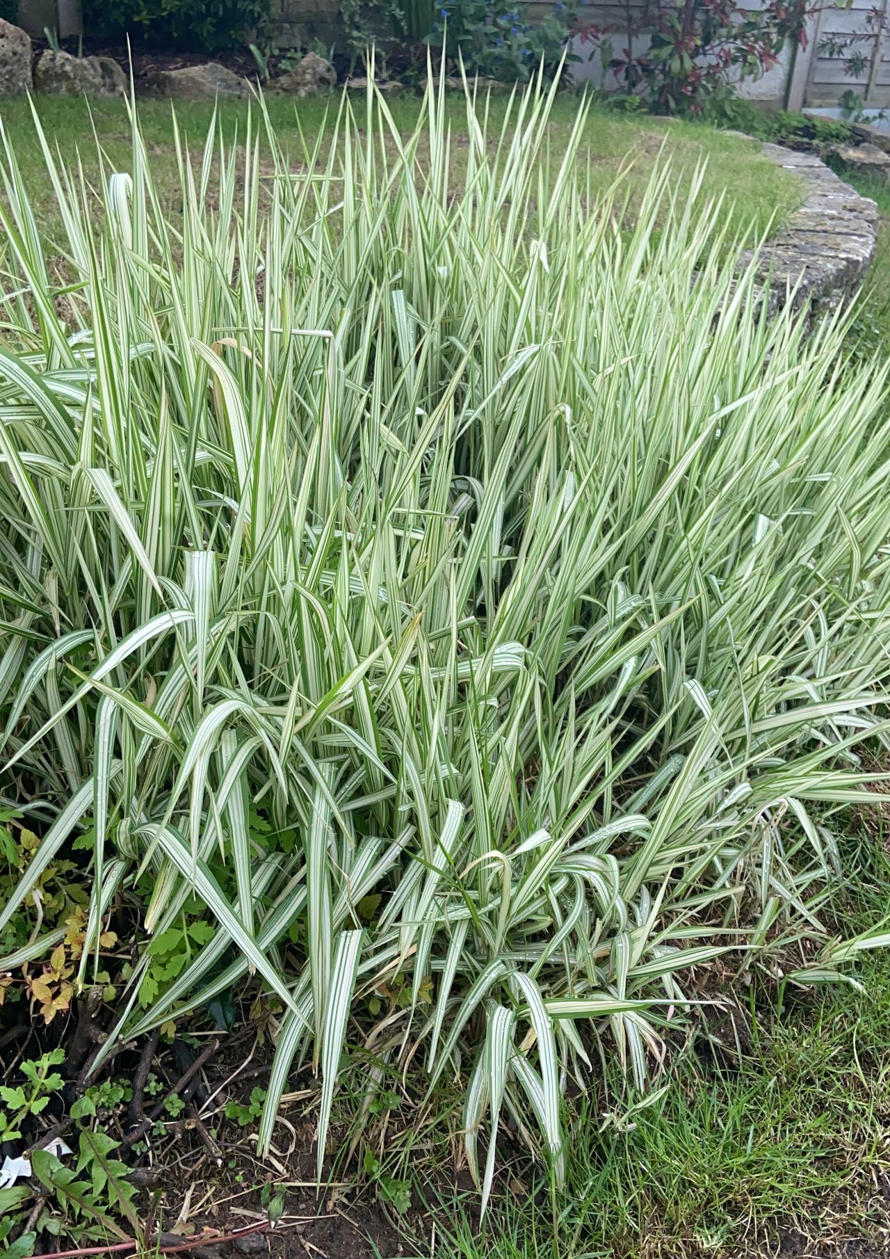 Ornamental grass with regrowth after being cut back