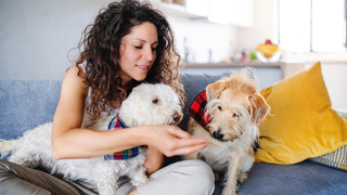 Pet sitter on the couch with two dogs