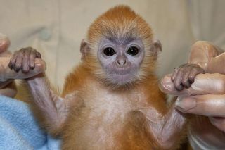 baby-silver-monkey-110719-02