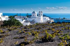 vineyard in Santorini