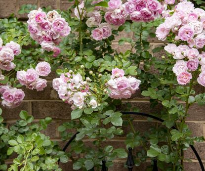 How to train a climbing rose: expert tips for success | Homes & Gardens