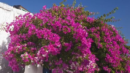 A large red bougainvillea growing on a wall