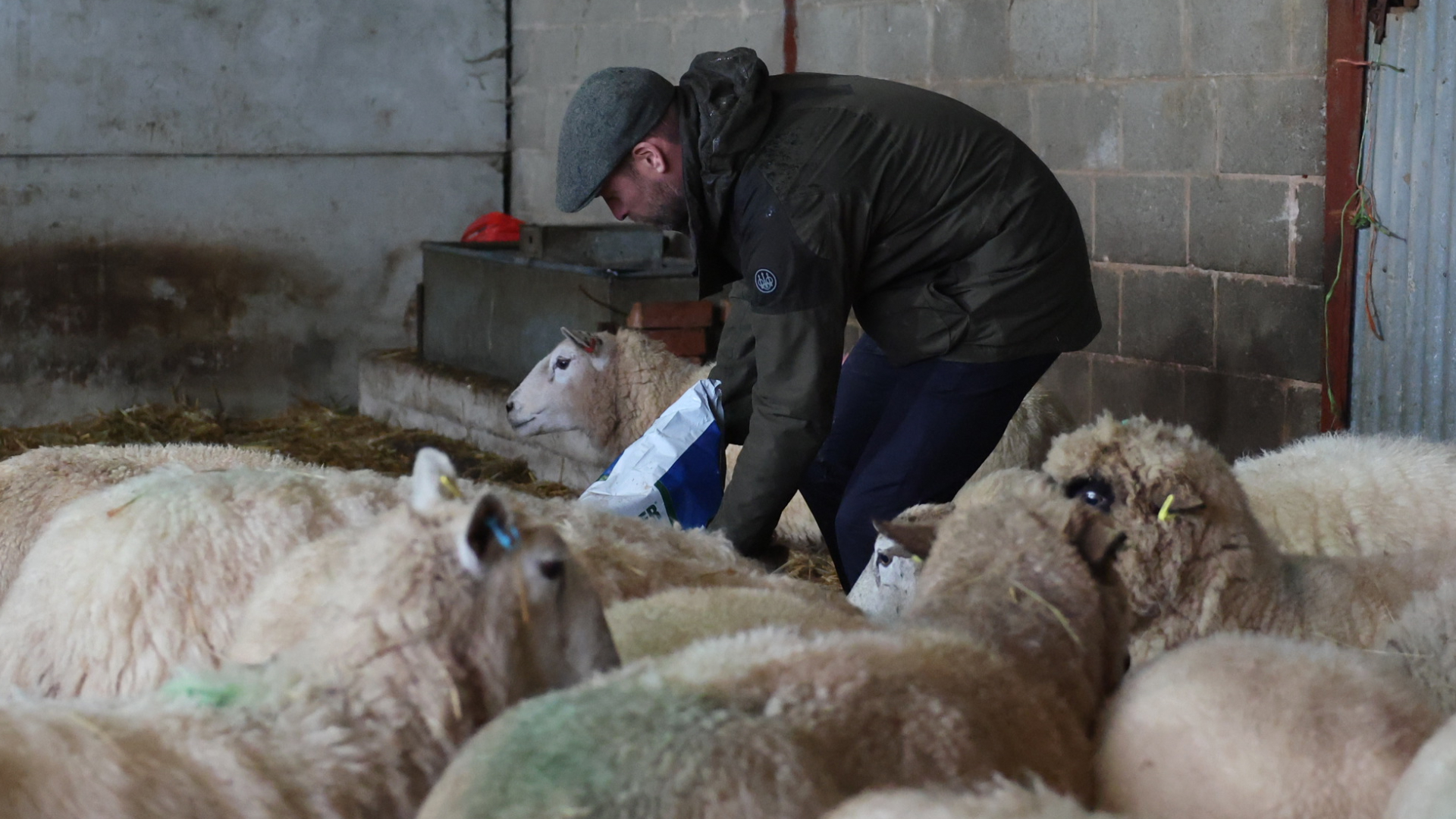 Prince William feeding sheep