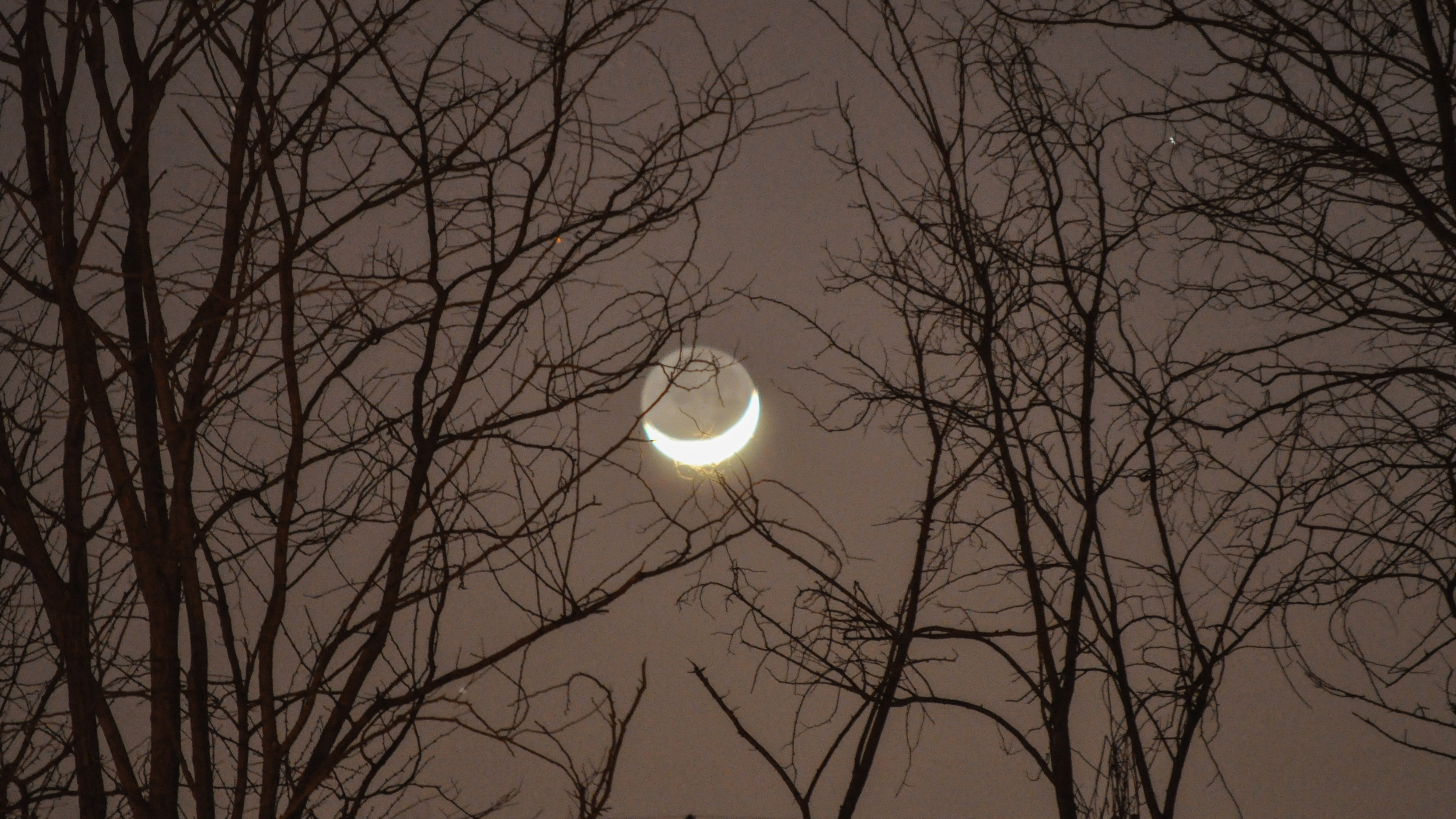 Moon behind bare trees