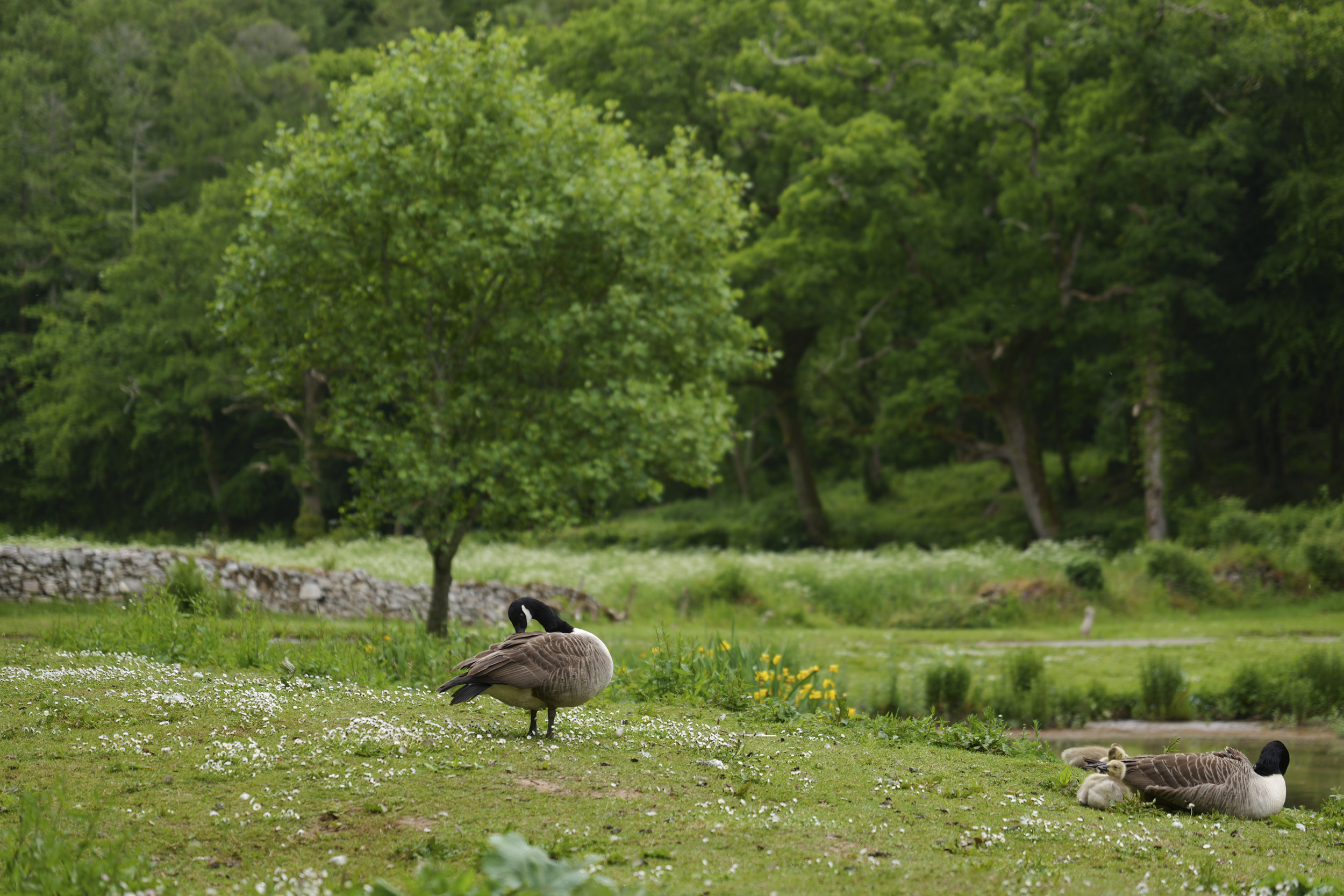 Panasonic Lumix S1 II sample gallery: goose by river bank