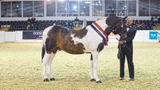 Star Dream at the 2019 CHAPS championships