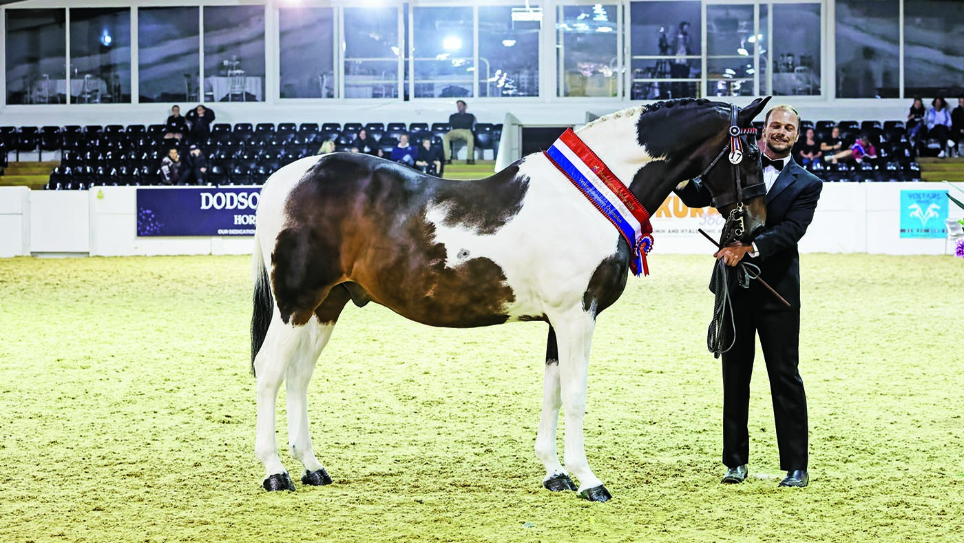 Star Dream at the 2019 CHAPS championships