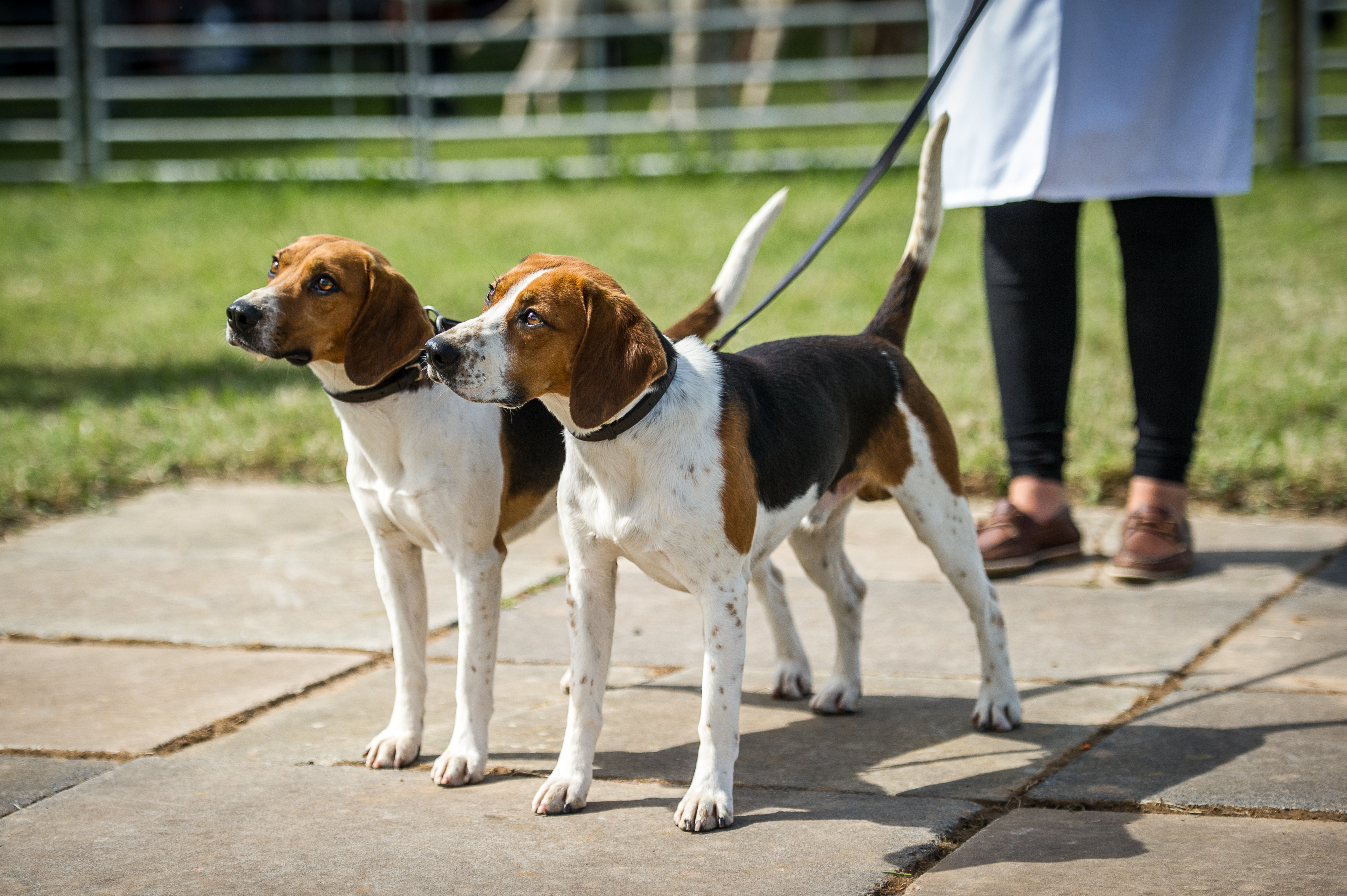 West of England Hound Show 2016 Honiton &mdash; It&rsquo;s easy to see why Chilmark and Clifton Foot Miner & Watchman claimed victory in the best couple of doghounds class in the beagle ring
