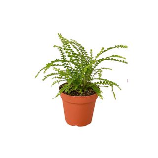 House Plant Shop lemon button fern