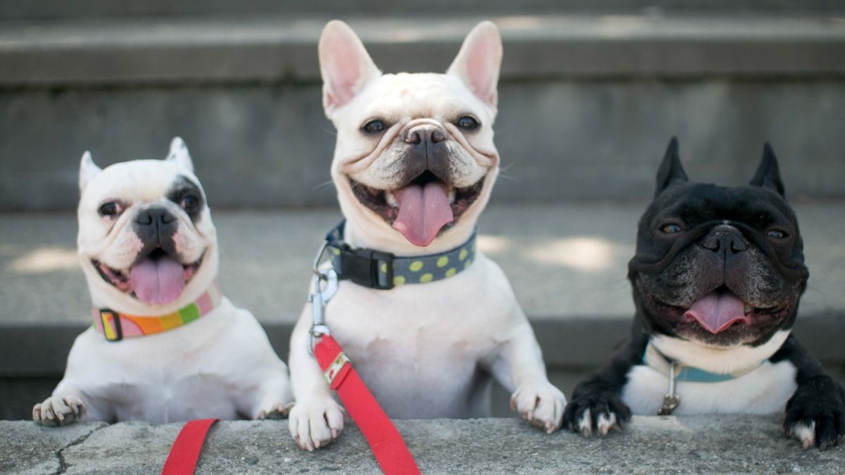 Image of three Frenchies: French Bulldog breeder attempting to reengineer their faces to reduce health problems