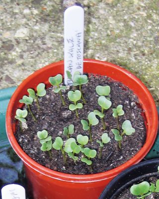 Kale seedlings in a pot in how to grow kale