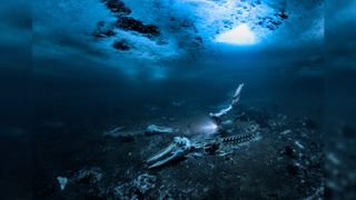 Winning images from Underwater Photographer of the Year 2024 showcase life and death beneath the seas