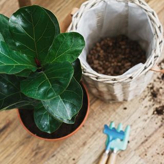 Repotting fiddle leaf fig tree in woven pot with soil in it