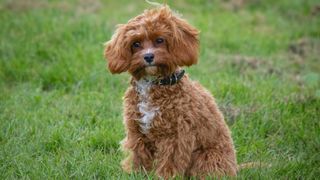 Brown cavapoo sitting on the grass
