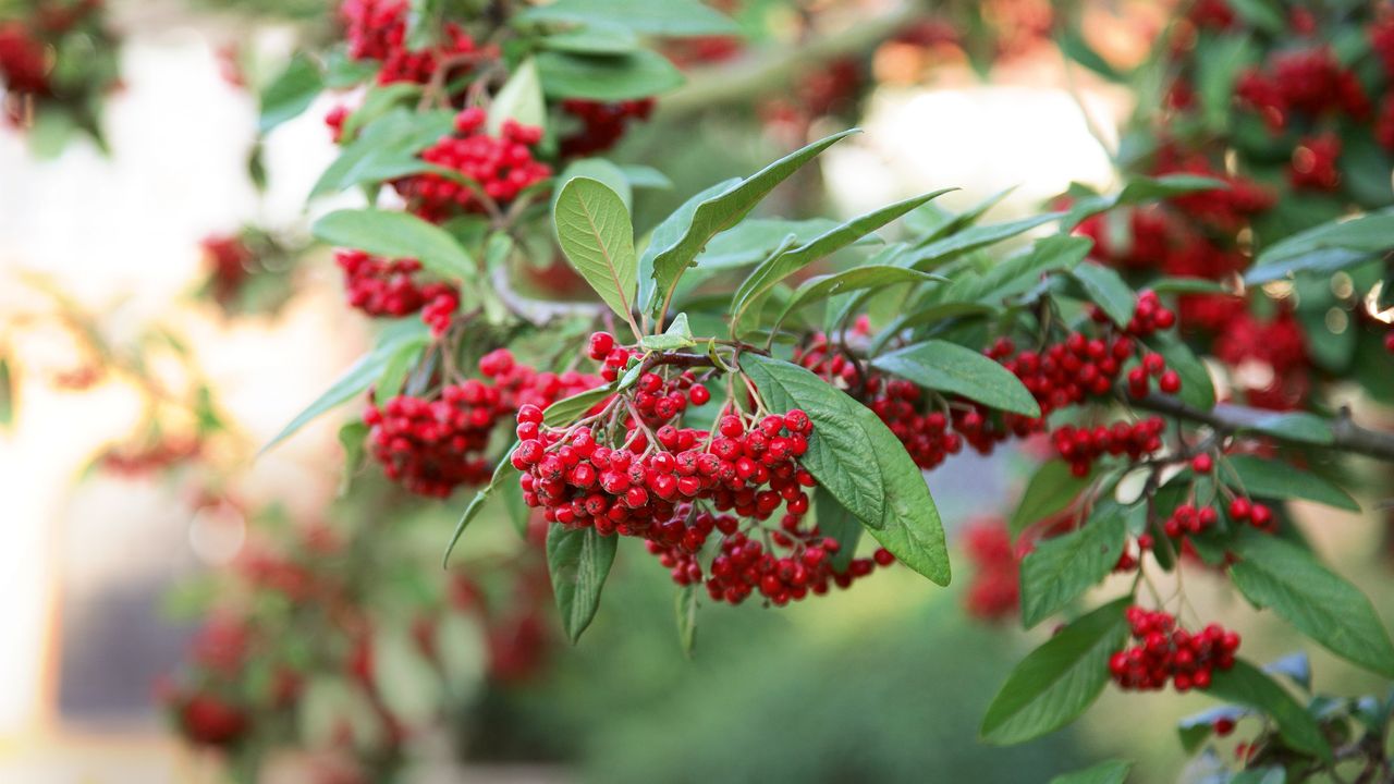 Cotoneaster