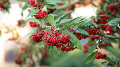 Cotoneaster