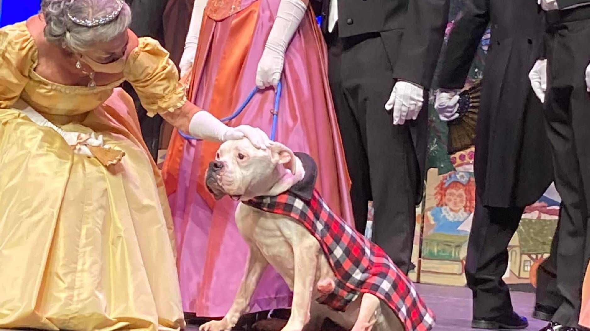 Abandoned dog found tied to a pole gets a starring role in The ...