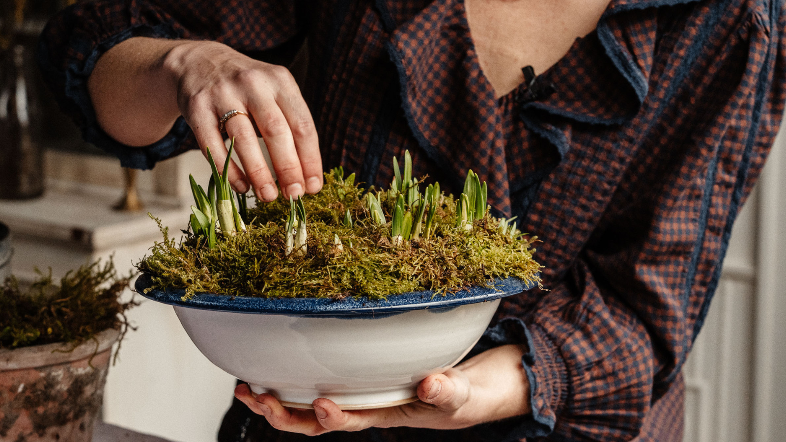Hands holding ceramic bowl with blue rim, filled with daffodil shoots and moss