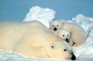 A polar bear mother and cubs in the Arctic. Credit: USFWS