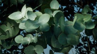 Eucalyptus foliage