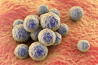 The bacteria methicillin-resistant Staphylococcus aureus MRSA can be seen on the surface of a mucous membrane in this 3D illustration.