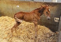 Suffolk-foal.JPG
