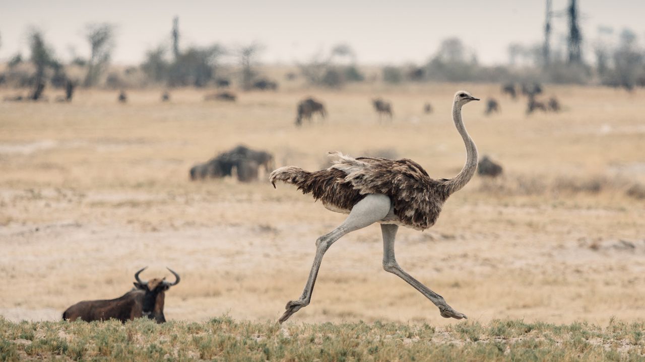 San Camp, Kalahari