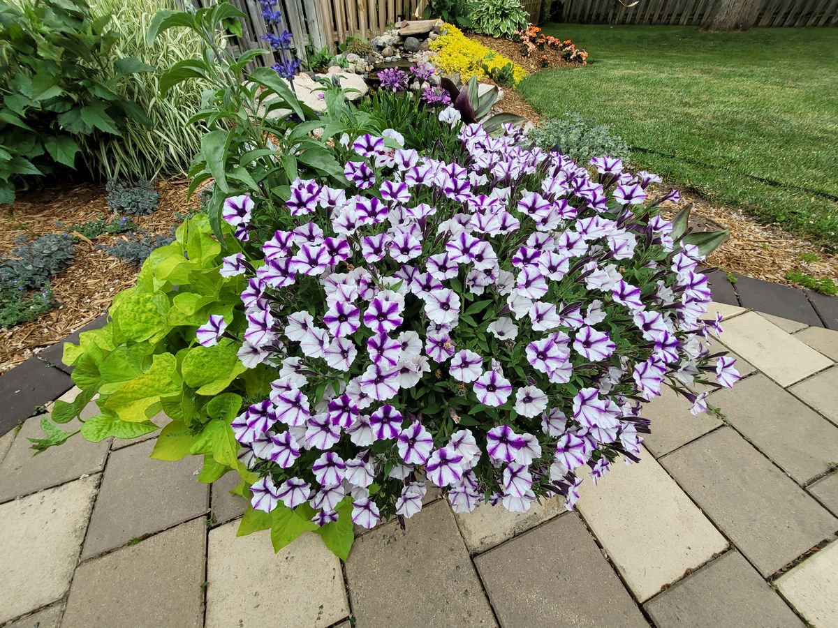 Samsung Galaxy Z Fold 2 camera samples