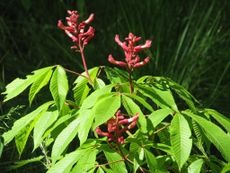 red buckeye