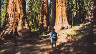 Man standing with giant sequoias at Yosemite National Park