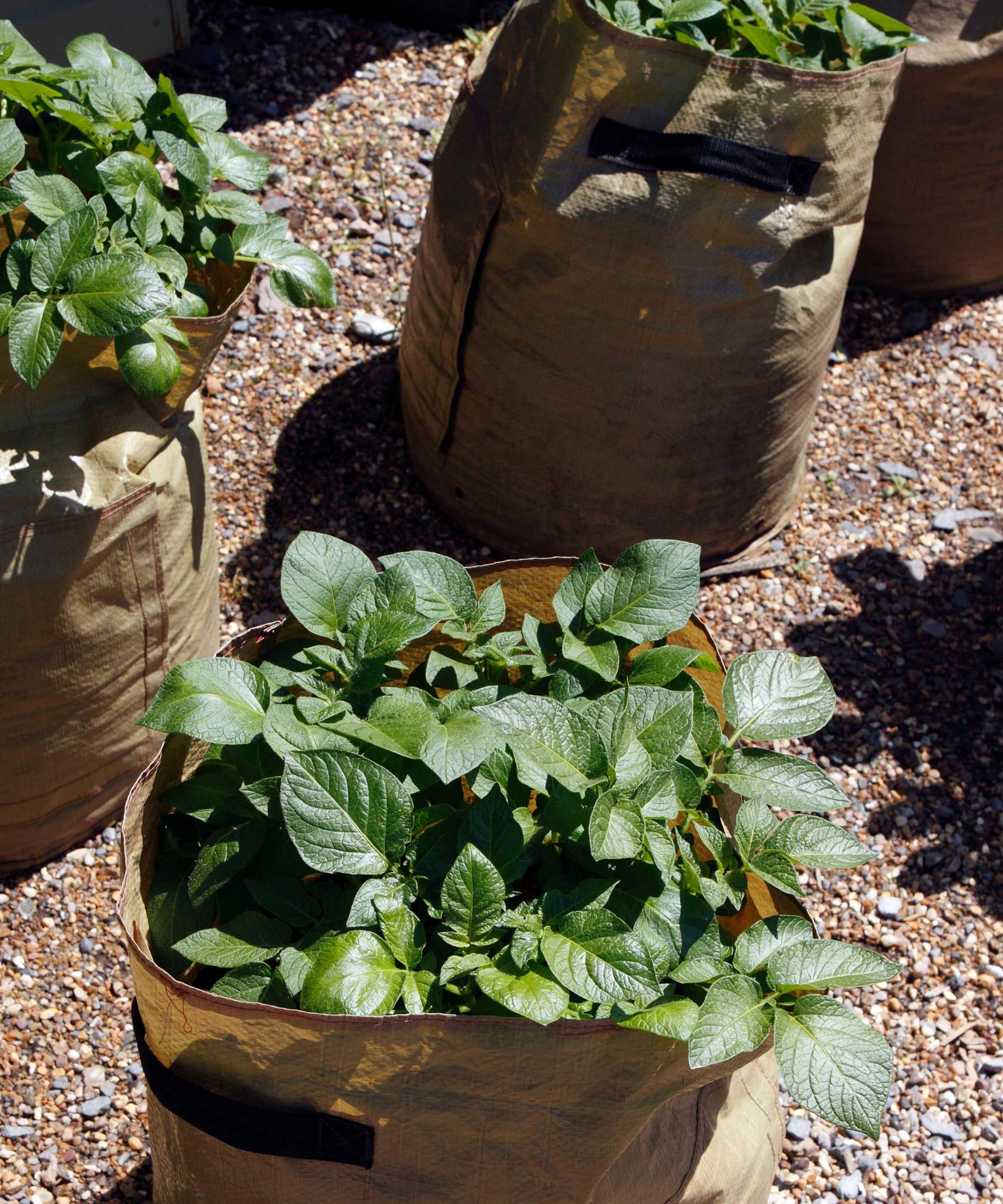 Growing potatoes in containers top tips for these crops Gardeningetc