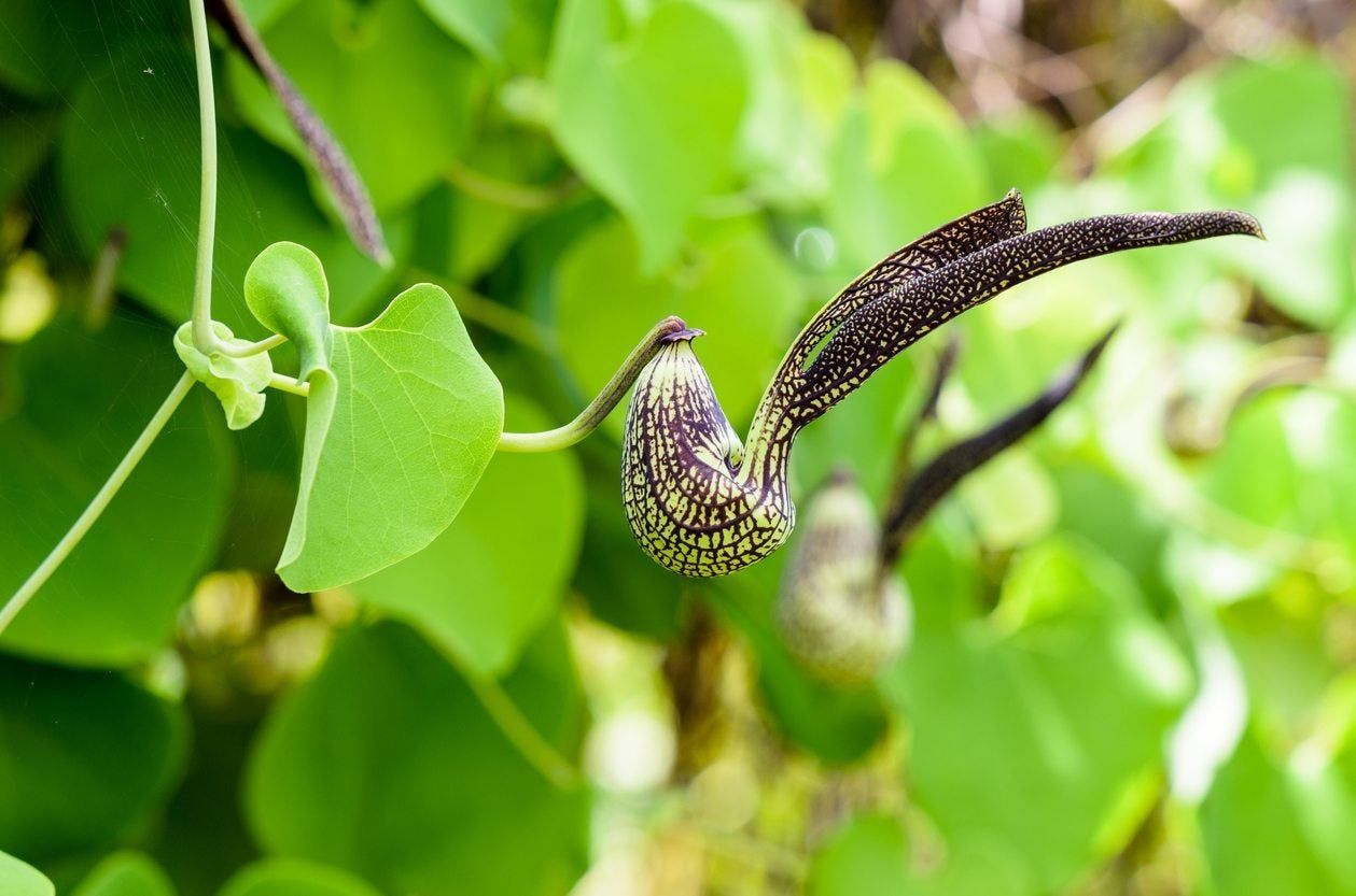 Shade Tolerant Vines