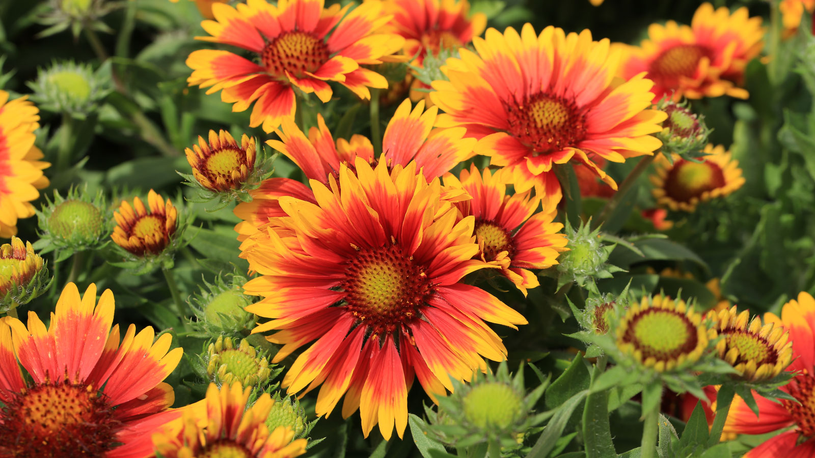 gaillardia flowers with red and yellow petals
