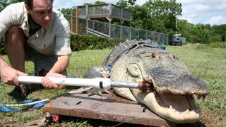 Gregory M. Erickson measuring an alligator's bite force.