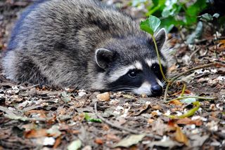 A raccoon lying down.