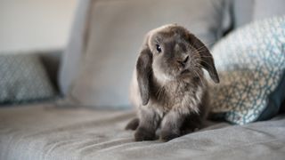 Close up of rabbit on sofa