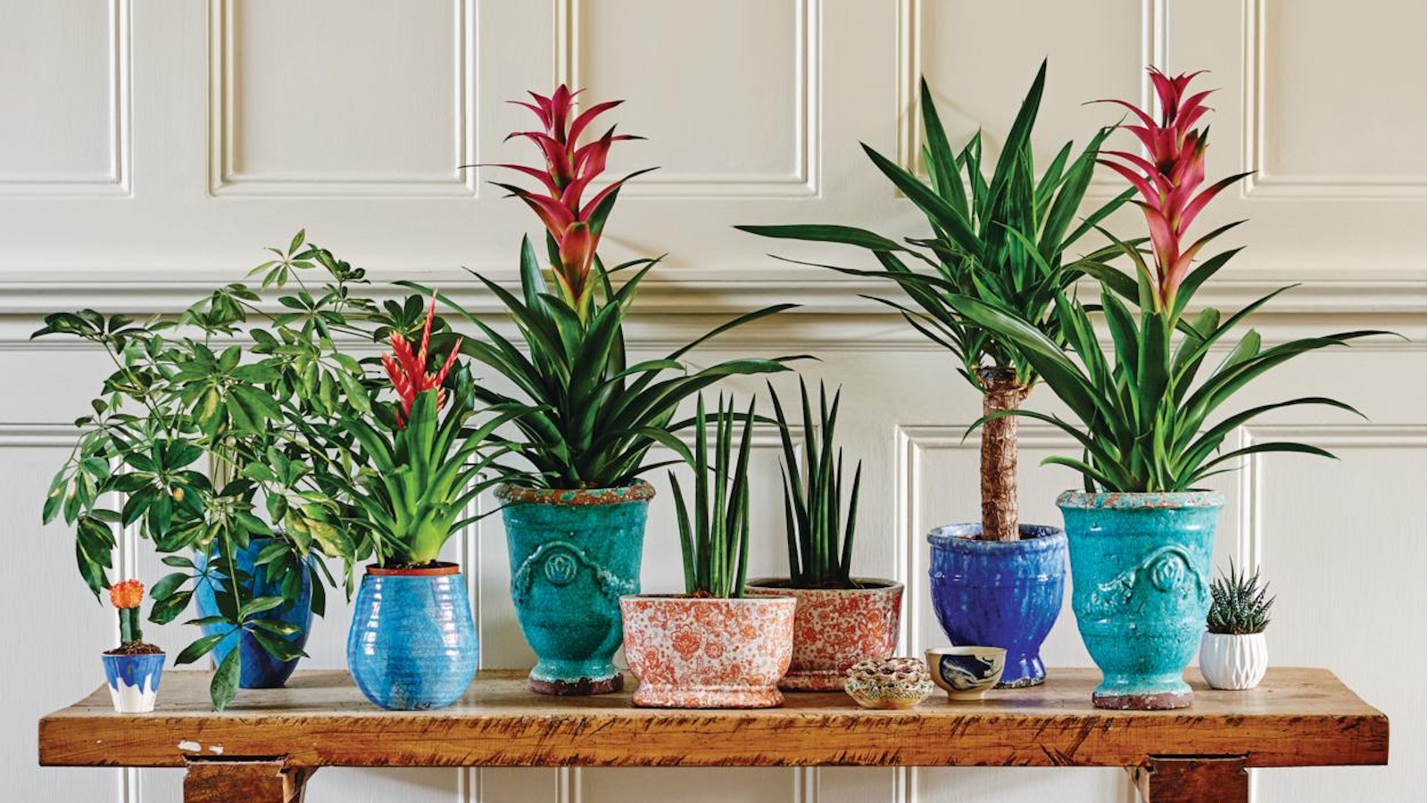 Coffee ground fertilizer for houseplants